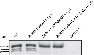 Mitochondrial Zea mays Brittle1-1 Is a Major Determinant of the Metabolic Fate of Incoming Sucrose and Mitochondrial Function in Developing Maize Endosperms
